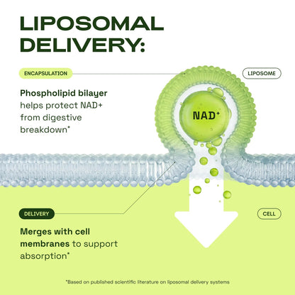 Liposomal NAD⁺